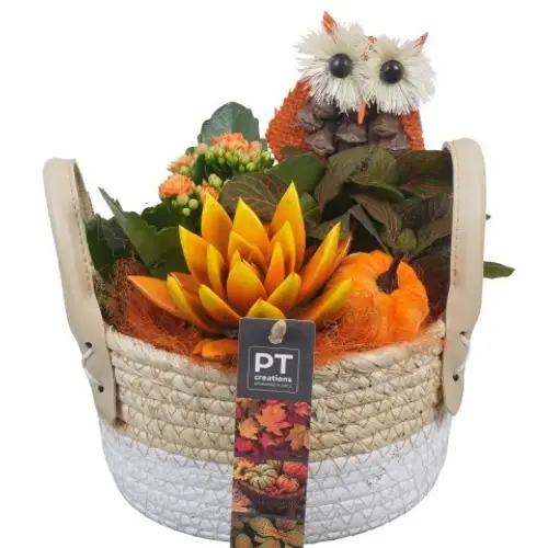 Kal.Arr PTHI5435 Herbst T17 H022