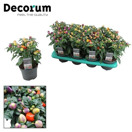 Capsicum Autumn T13 H25