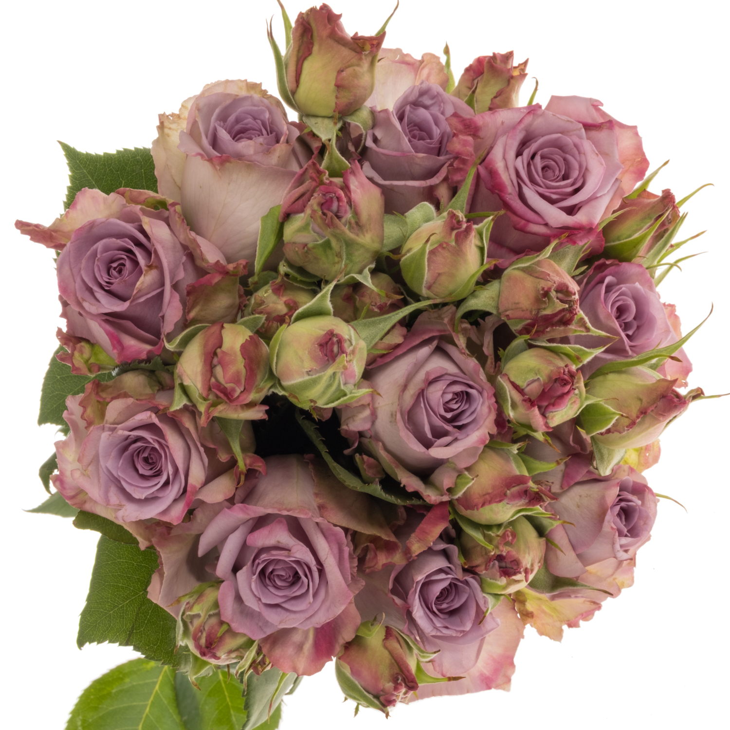 Rose Freiland lila Armando 1+Blüte 35cm