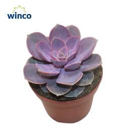 Echeveria Nurnberg T12 H001