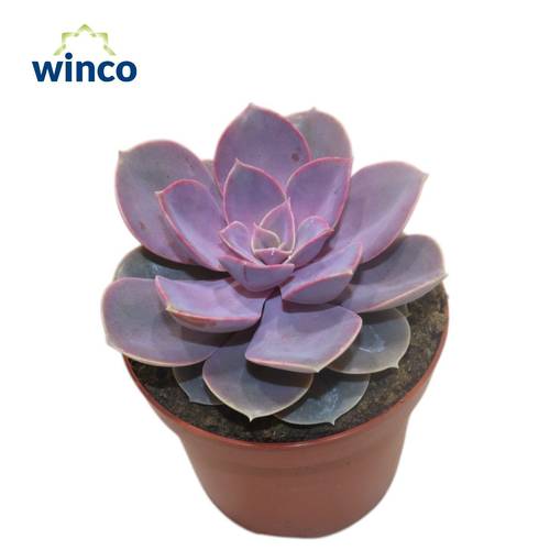 Echeveria Nurnberg T12 H001