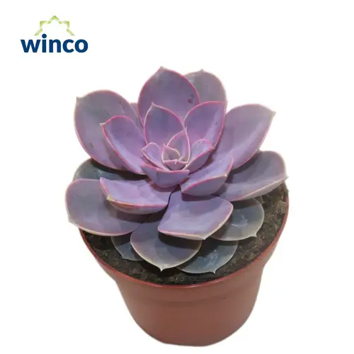 Echeveria Nurnberg T12 H001