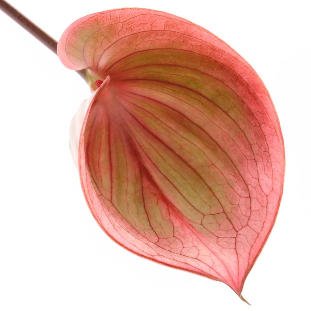 Anthurium rosa/grün Scoop Blüte 11cm