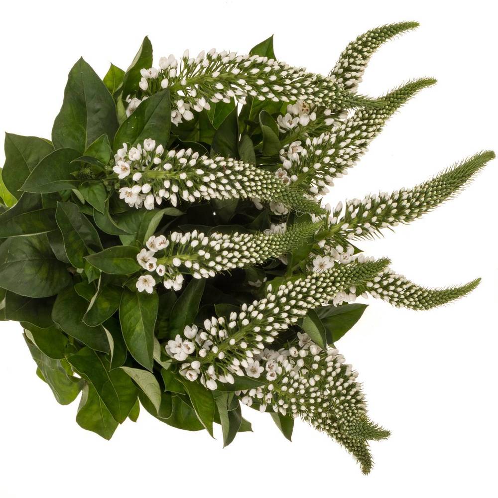 Lysemachia weiss Mamba White 60cm