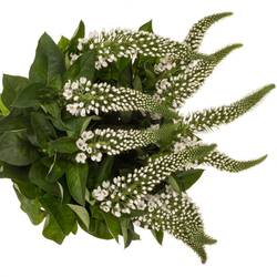 Lysemachia weiss Mamba White 60cm