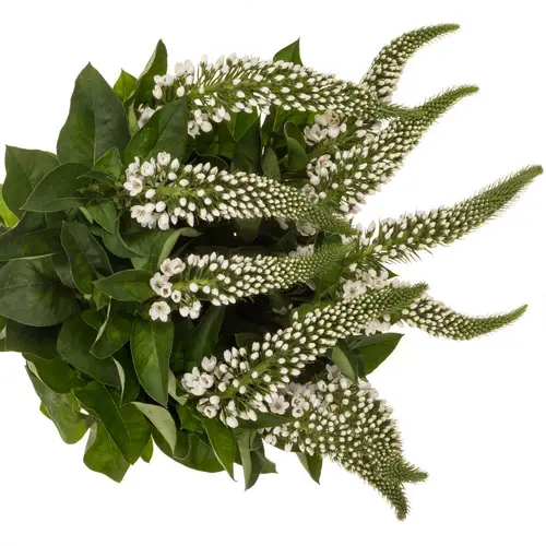 Lysemachia weiss Mamba White 60cm
