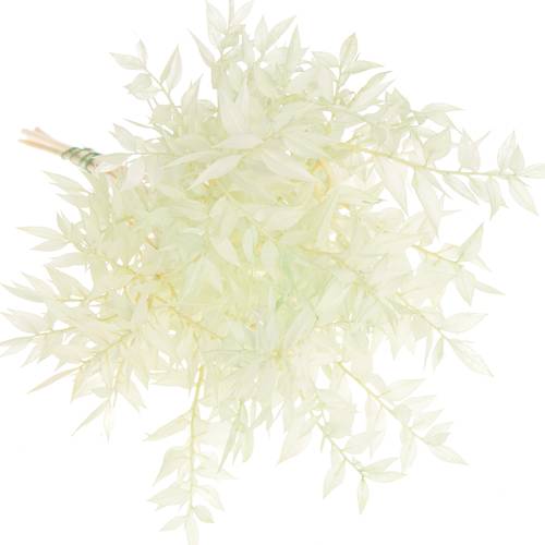 Wilder Ruskus mint gefärbt 70cm