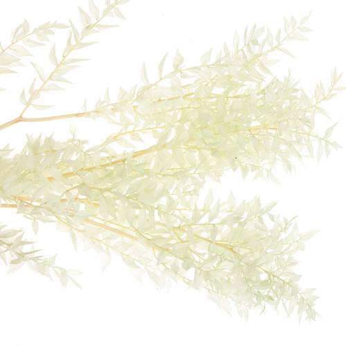 Wilder Ruskus mint gefärbt 70cm