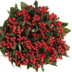 Hypericum rot verzweigt Diablo 60cm 