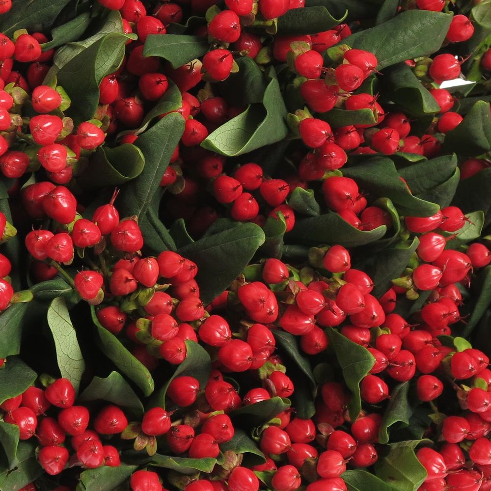 Hypericum rot verzweigt Diablo 60cm 