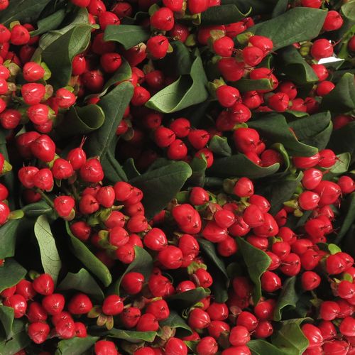 Hypericum rot verzweigt Diablo 60cm 