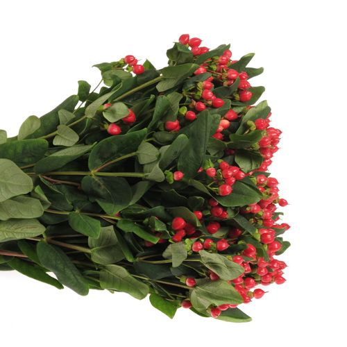 Hypericum rot verzweigt Diablo 60cm 