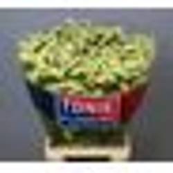 Statice creme Starlight Wings 65 Gramm 80cm