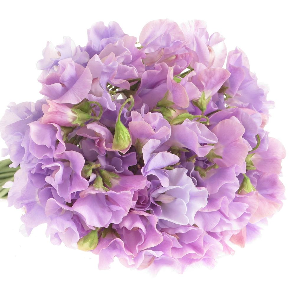 Wicken lavendel 35cm