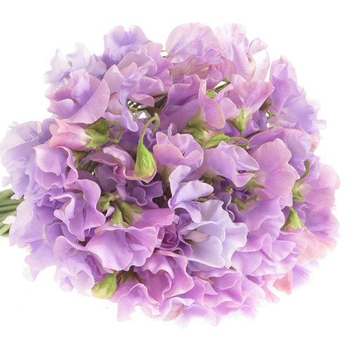 Wicken lavendel 35cm