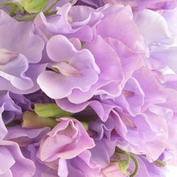 Wicken lavendel 35cm