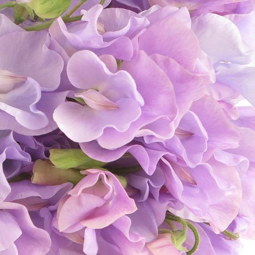 Wicken lavendel 35cm