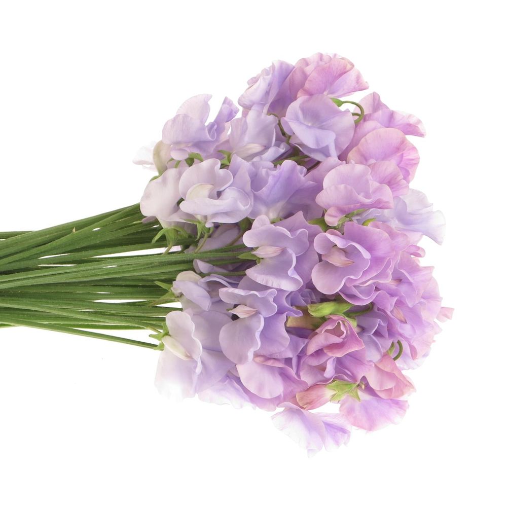 Wicken lavendel 35cm