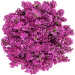 Statice fuchsia Raspberrie Wings 55 Gramm 75cm
