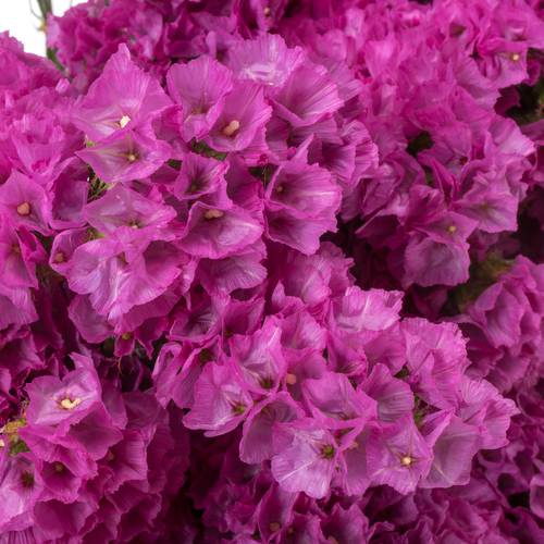 Statice fuchsia Raspberrie Wings 55 Gramm 75cm