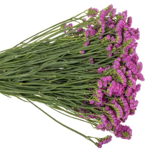 Statice fuchsia Raspberrie Wings 55 Gramm 75cm