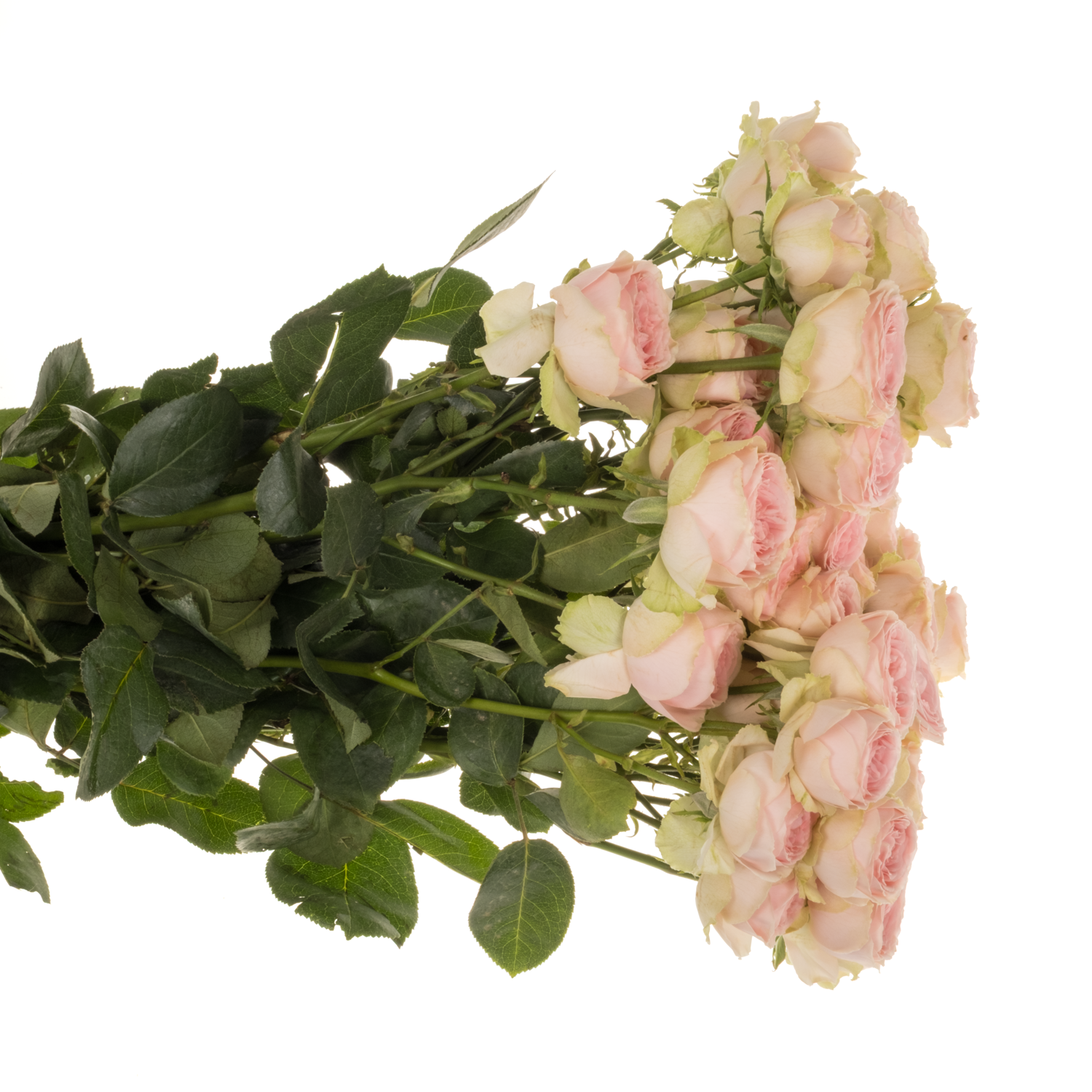 Rose verzweigt hell rosa/apricot Sweet Giselle 50cm