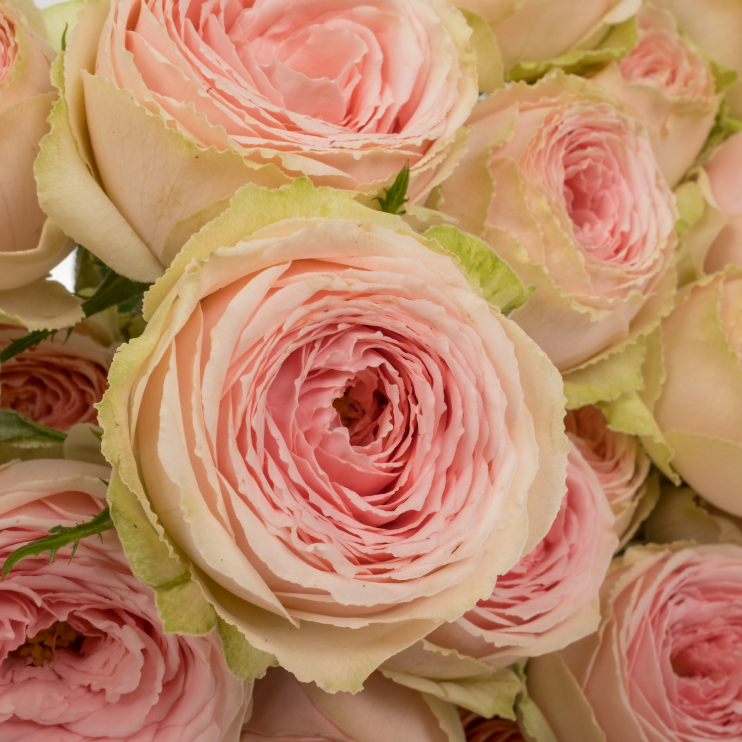 Rose verzweigt hell rosa/apricot Sweet Giselle 50cm