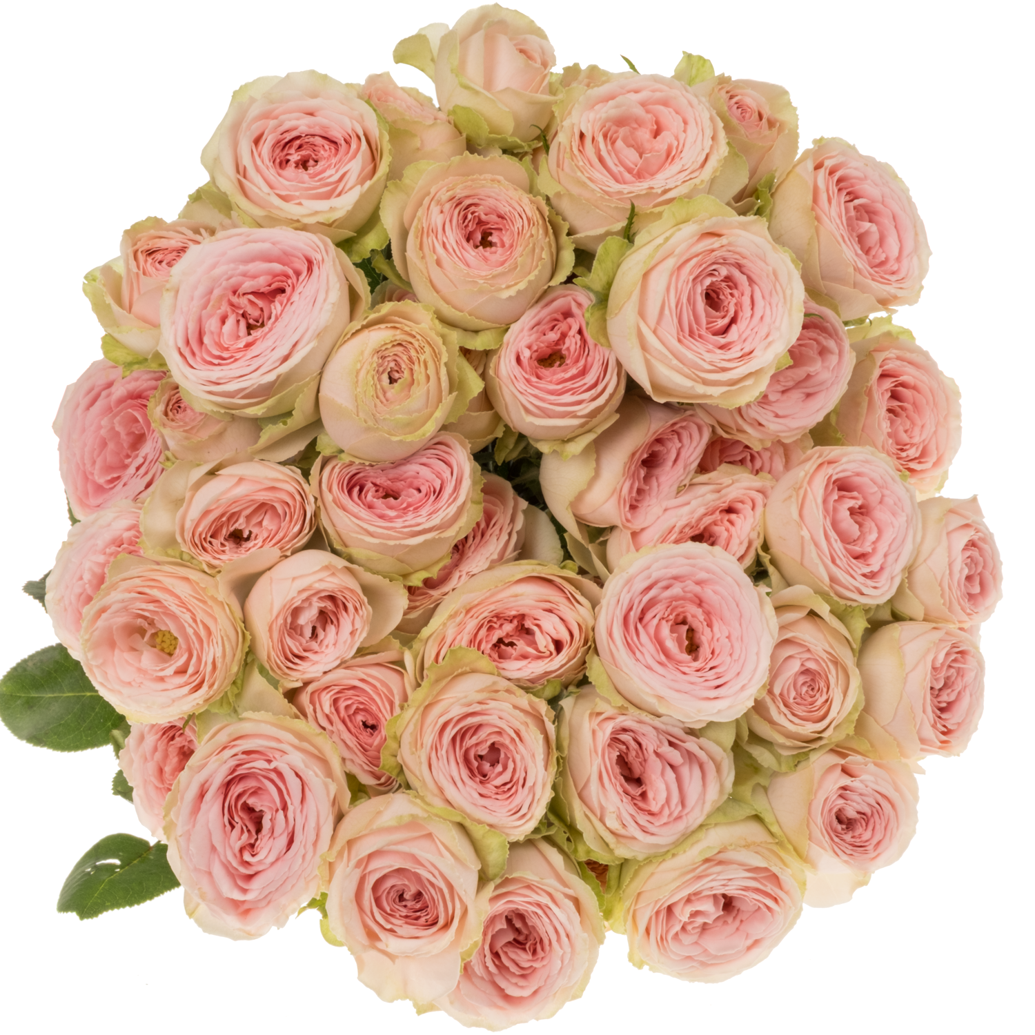 Rose verzweigt hell rosa/apricot Sweet Giselle 50cm