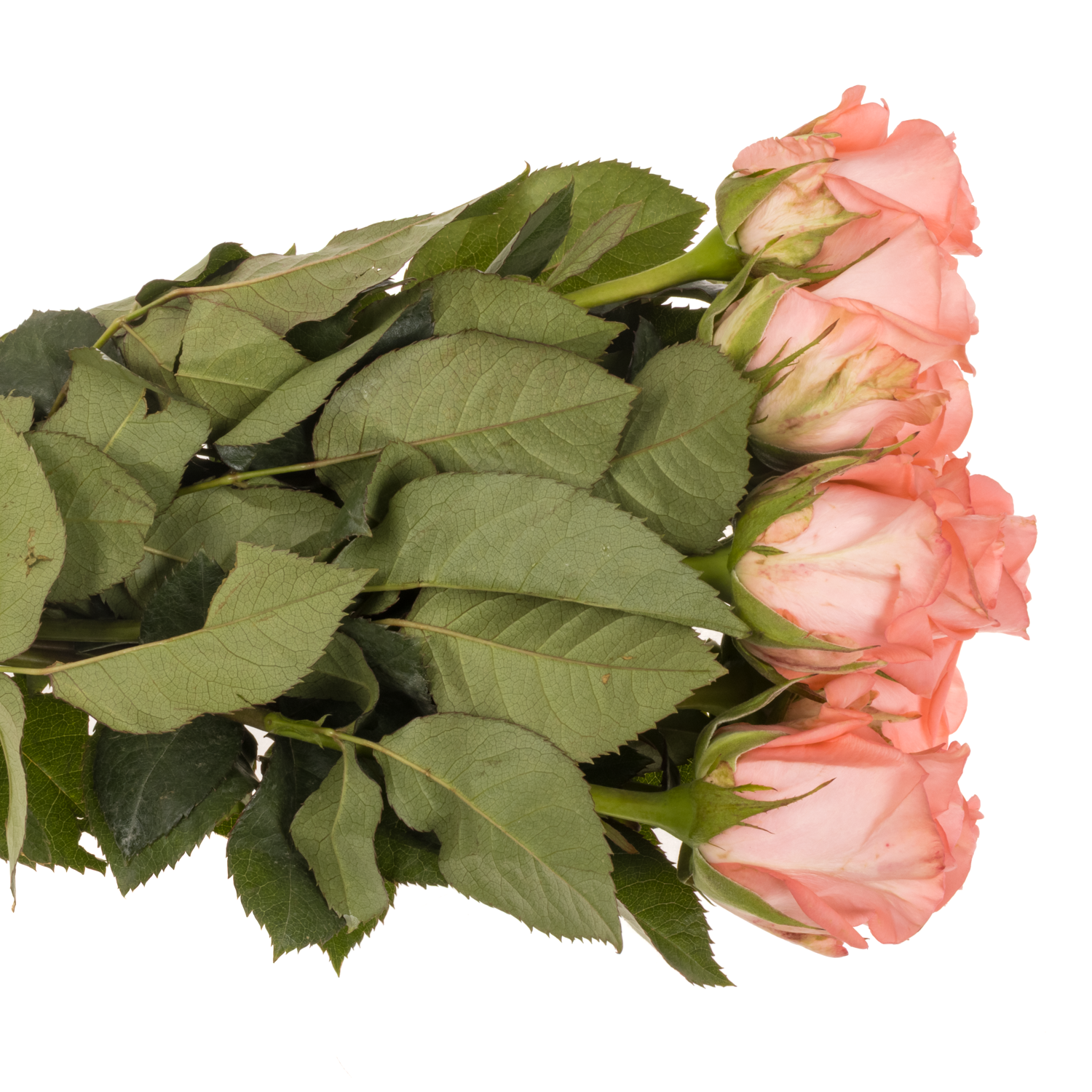 Rose lachs Unicorn 50cm