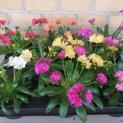 Lewisa Cotyledon T10 H20 mix