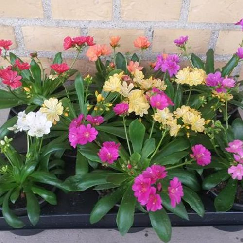 Lewisa Cotyledon T10 H20 mix