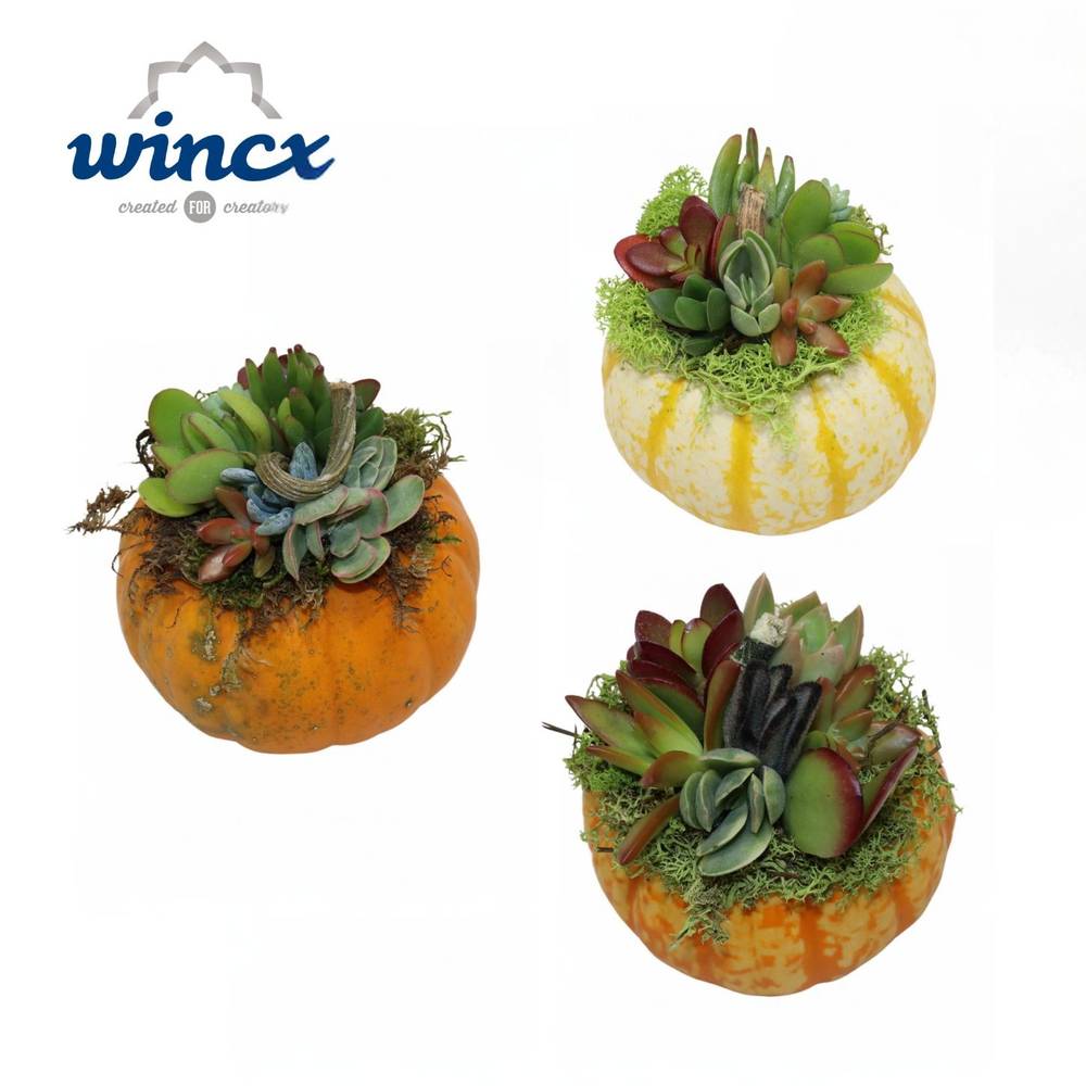 Succ.Arr Kürbis Herbst mix S