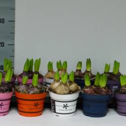 Hyac.3er mix T12 H15