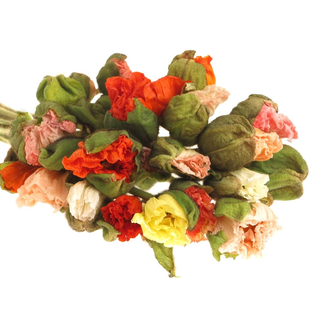 Klatschmohn super gross mix 60cm