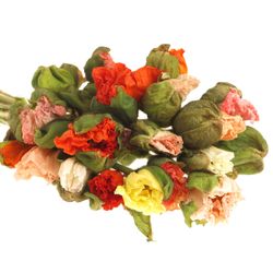 Klatschmohn super gross mix 60cm