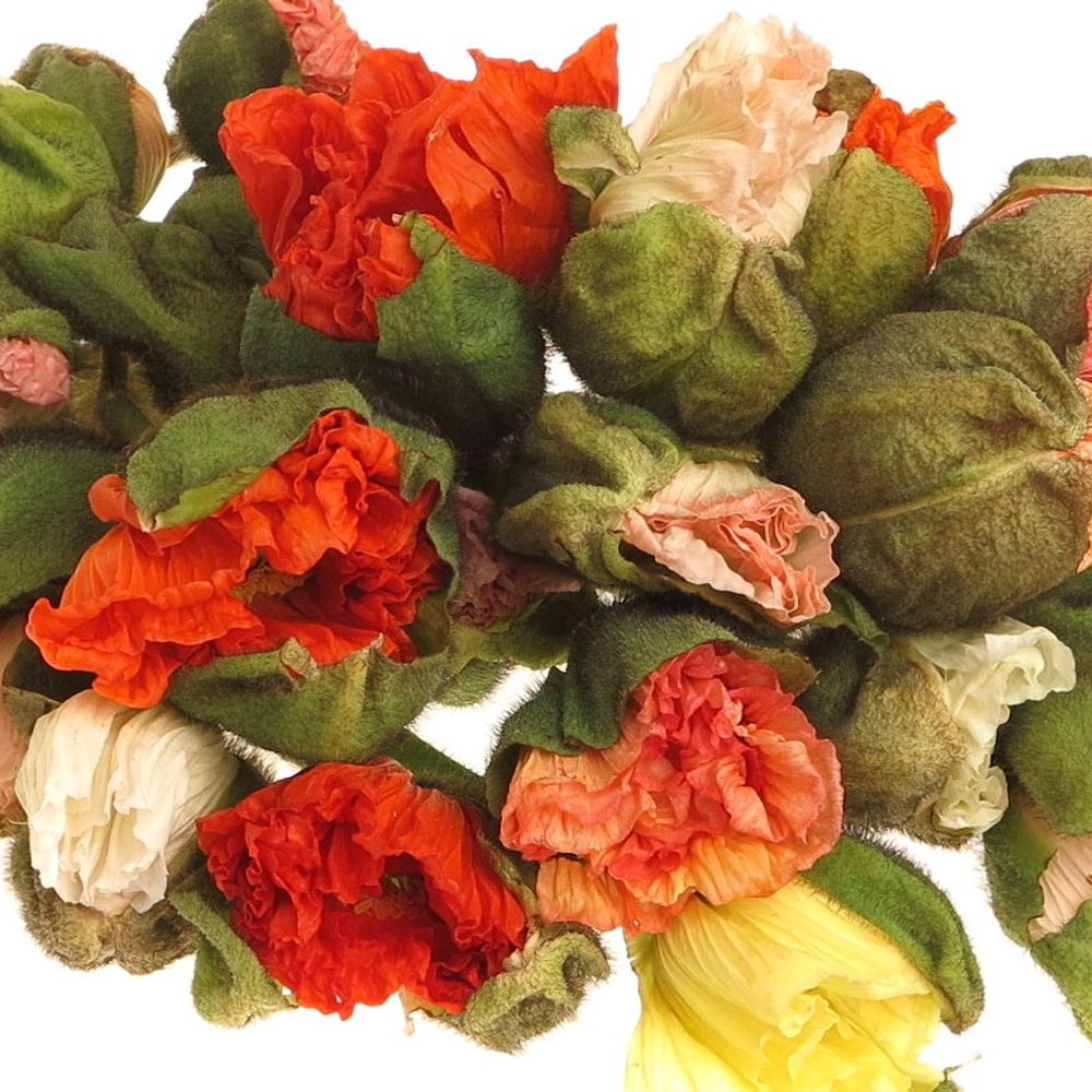 Klatschmohn super gross mix 60cm