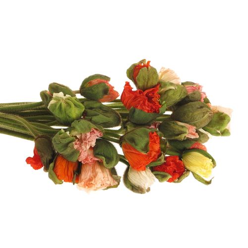 Klatschmohn super gross mix 60cm