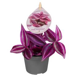 Tradescantia Hybrid Pink Paradise T06