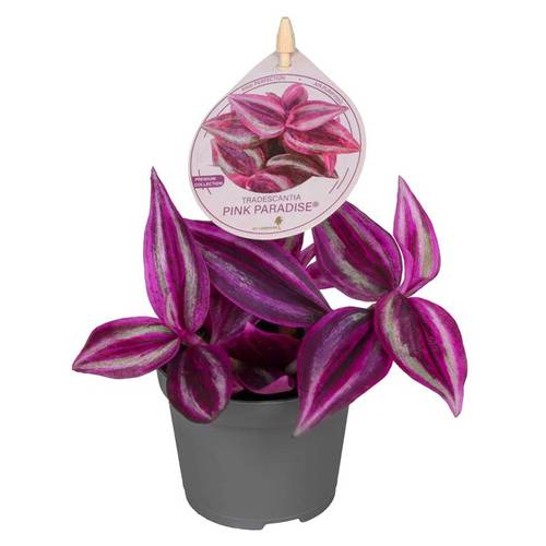 Tradescantia Hybrid Pink Paradise T06