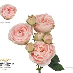 Rose verzweigt rosa Silva Sweet 50cm