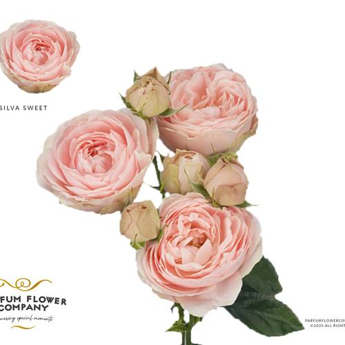 Rose verzweigt rosa Silva Sweet 50cm