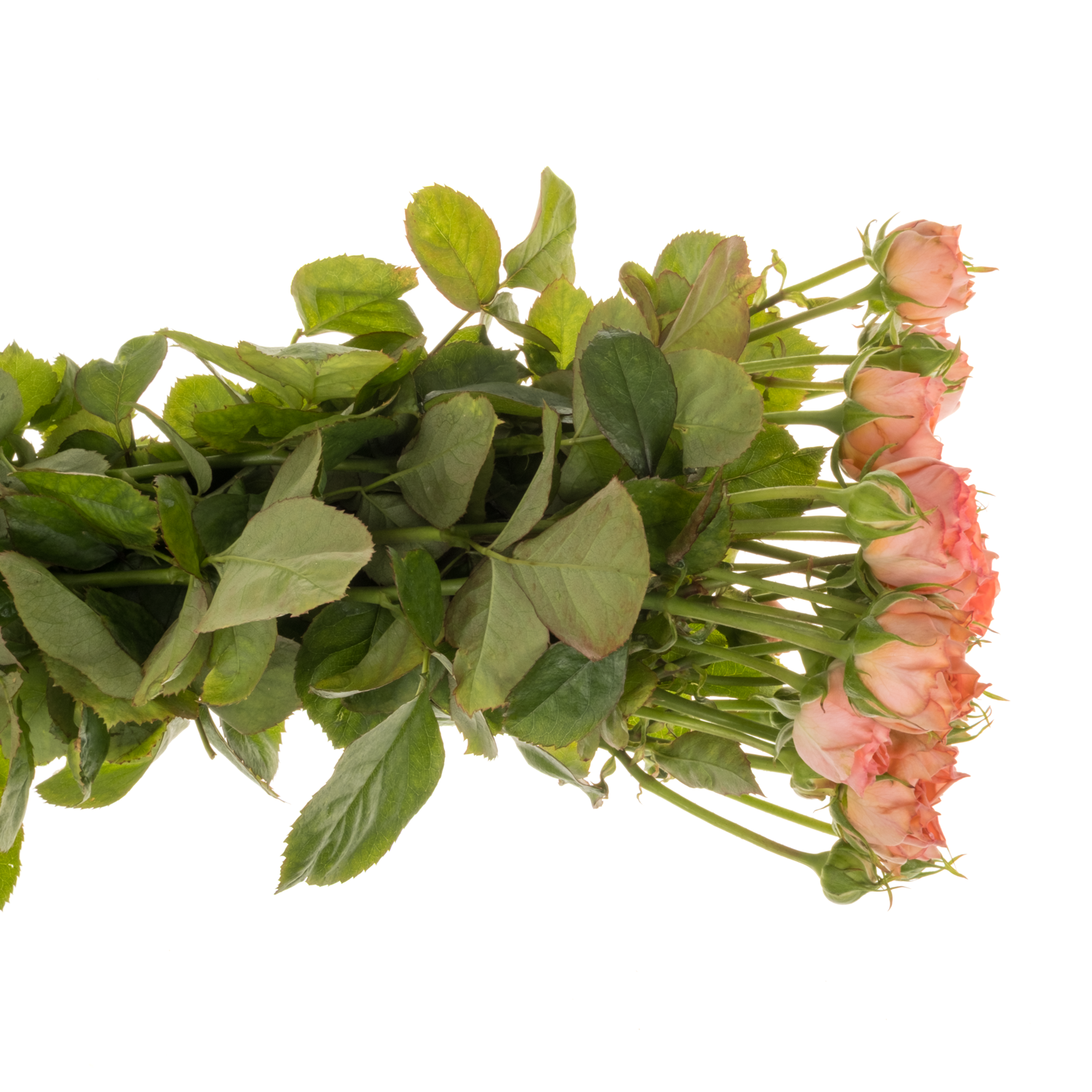 Rose Freiland lachs Grandmas Mary 2+Blüte 40cm