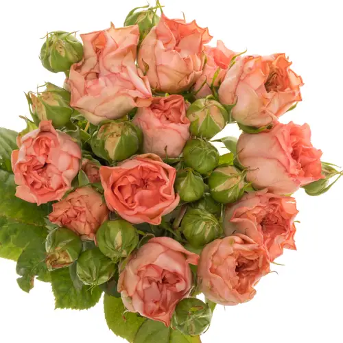 Rose Freiland lachs Grandmas Mary 2+Blüte 40cm