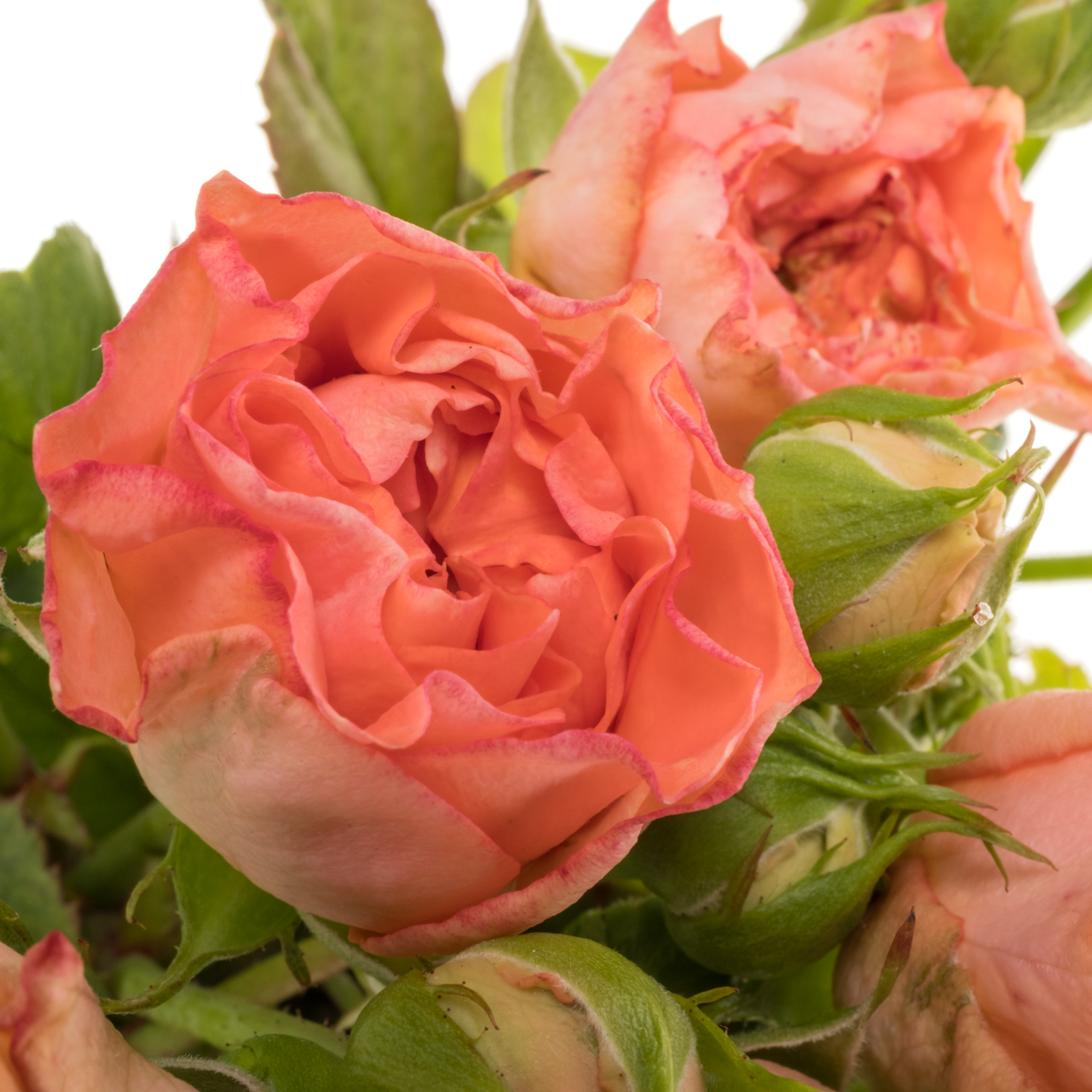 Rose Freiland lachs Grandmas Mary 2+Blüte 40cm