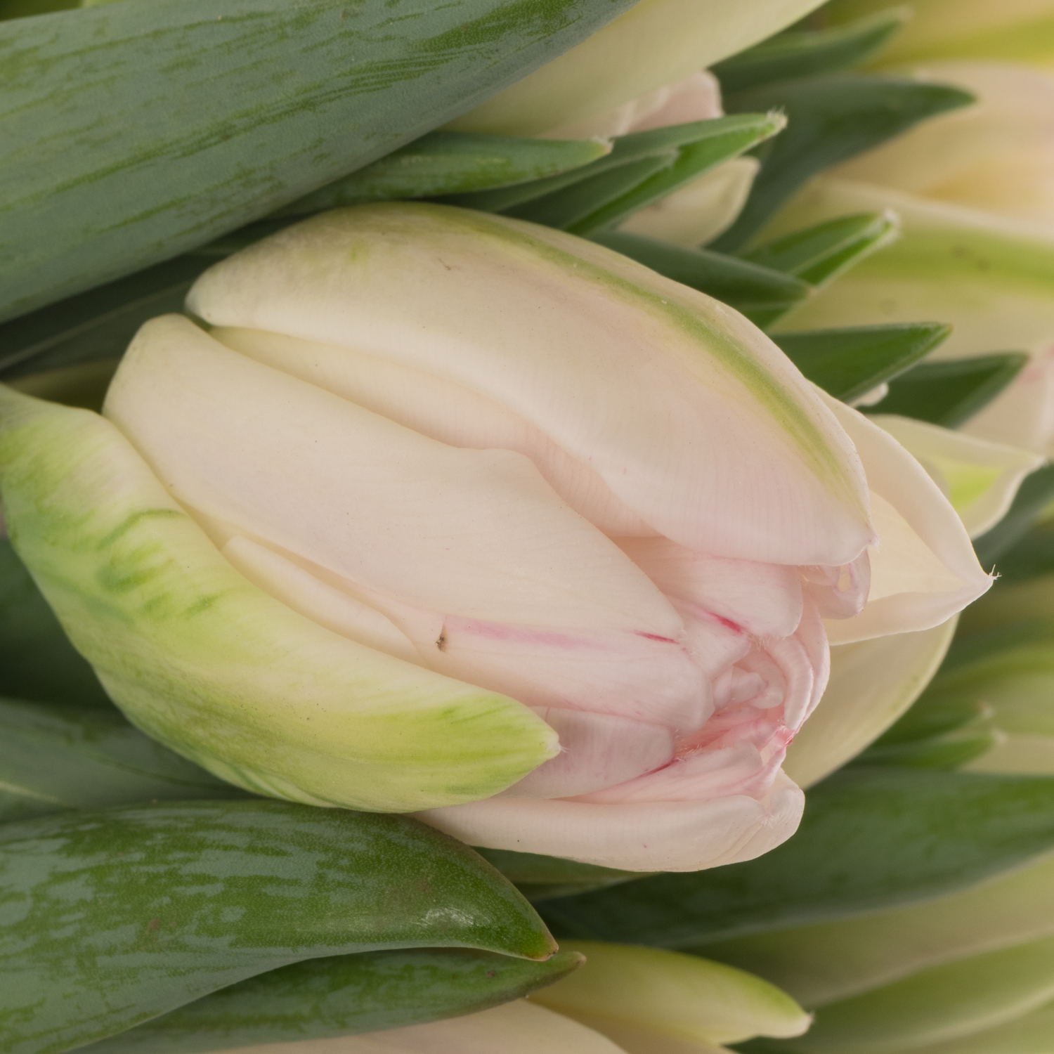 Tulpe rosa Foxtrot M Stengs 42 Gramm