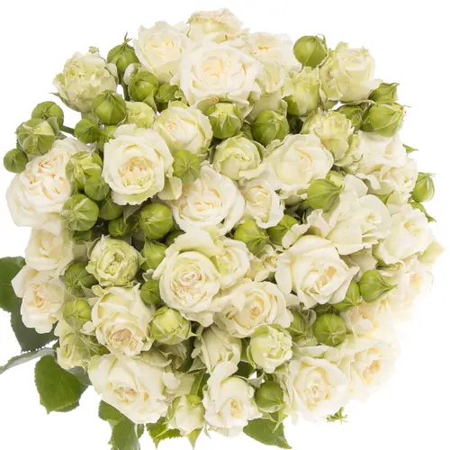 Rose verzweigt creme Bridal Flow 6+Blüte 60cm