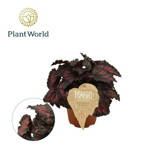 Begonia Rex Etna T12 H25