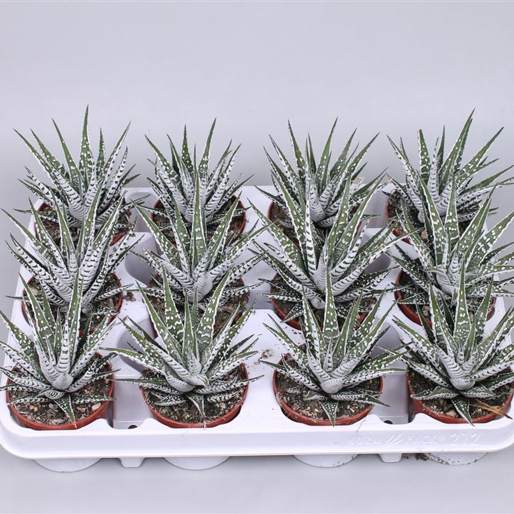 Haworthia Alba T08,5 H15
