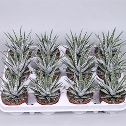 Haworthia Alba T08,5 H15