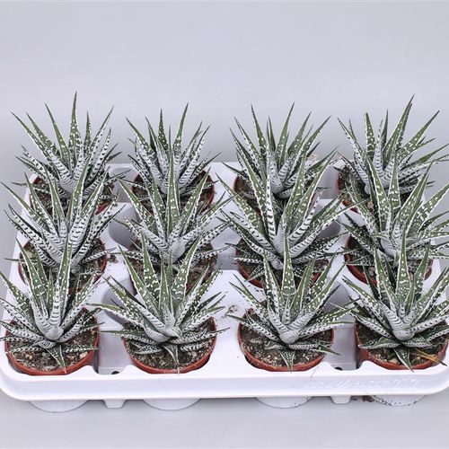 Haworthia Alba T08,5 H15